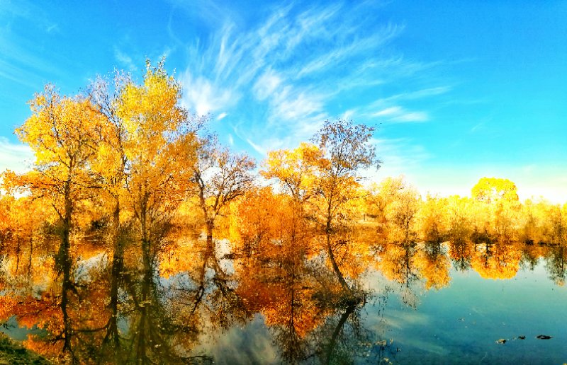 西北胡杨林旅游攻略,大西北环线胡杨林十日游