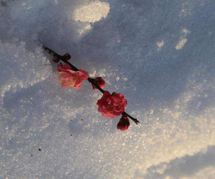 周一漫步隋唐植物园赏桃花,洛阳隋唐植物园春光