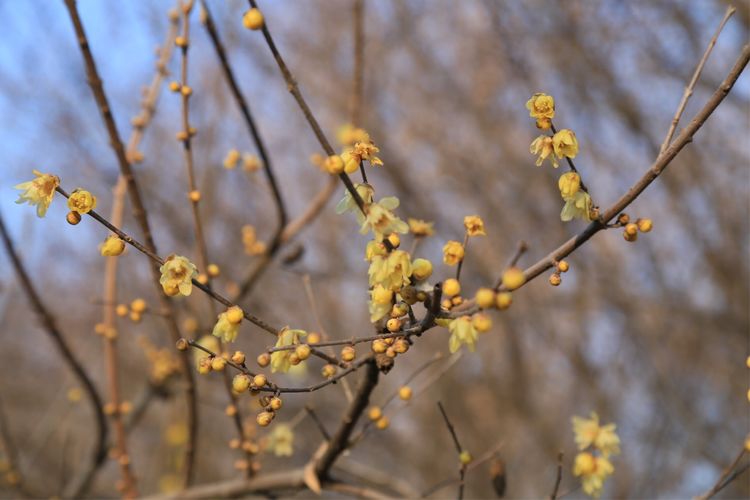 周一漫步隋唐植物园赏桃花,洛阳隋唐植物园春光
