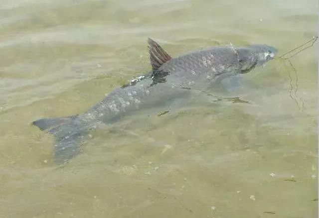 年味儿发酵！藏龙镇年货节即将开幕！