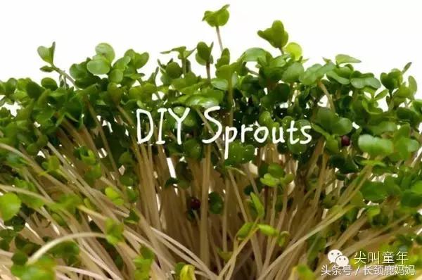 有机豆苗和西兰花营养,各种春季种的蔬菜苗