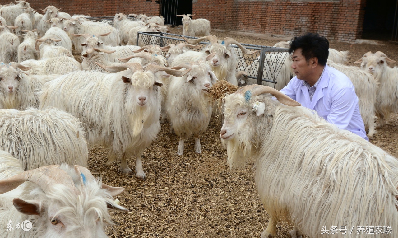 岢岚县晋岚种羊场,山西吕梁绒山羊养殖