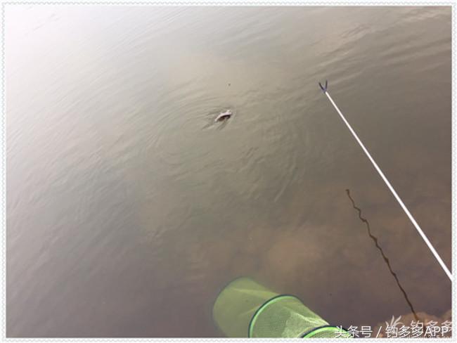 元旦出钓获大鲫，新年来个开门红