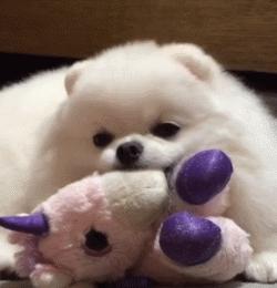 又是一只玩偶成精的汪星人，这甜美笑容简直萌到犯规！