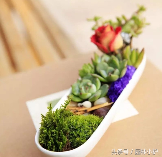 当多肉遇见雪,当多肉碰上鹦鹉