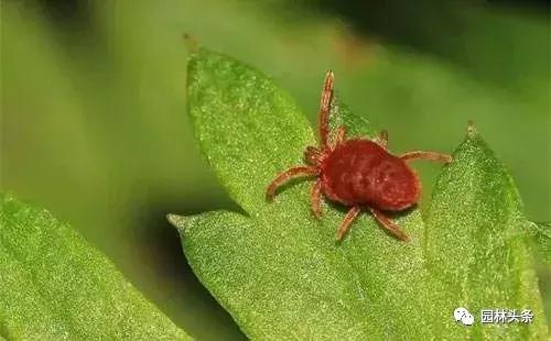 园林树木虫害防治方法及措施,园林虫害防治