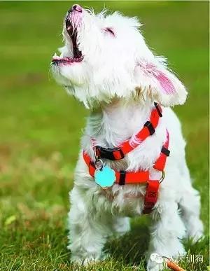 狗狗总喜欢乱叫,狗狗总喜欢哼哼唧唧