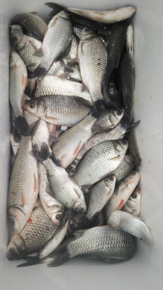 牛窝鲫做法,牛窝鲫鱼开饵教程