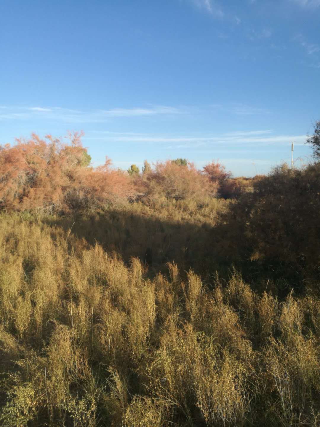 西北胡杨林旅游攻略,大西北环线胡杨林十日游