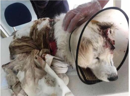 才出生小狗被咬死,出生的小狗被虐待