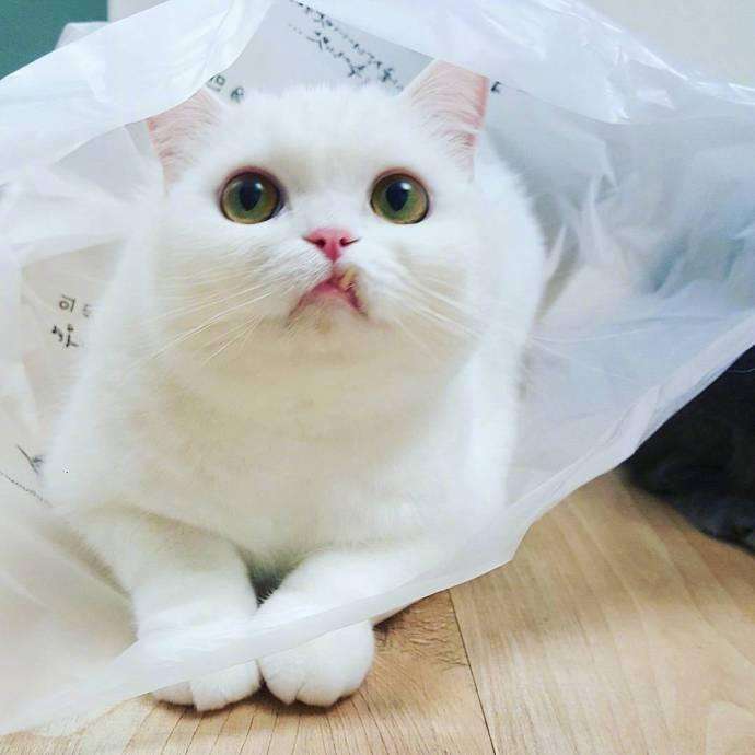 猫咪下犬齿长歪了,猫咪的下牙齿