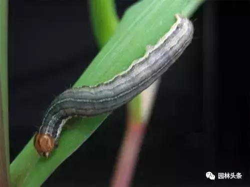 园林树木虫害防治方法及措施,园林虫害防治