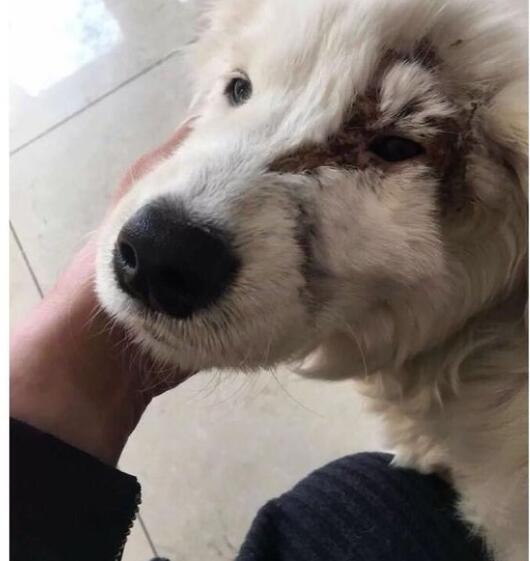 才出生小狗被咬死,出生的小狗被虐待