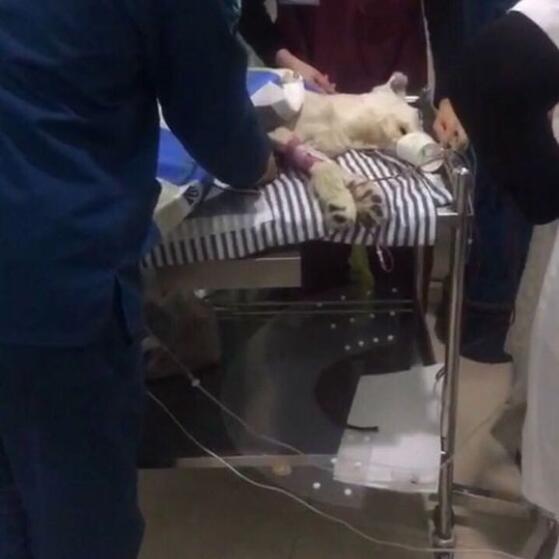 才出生小狗被咬死,出生的小狗被虐待