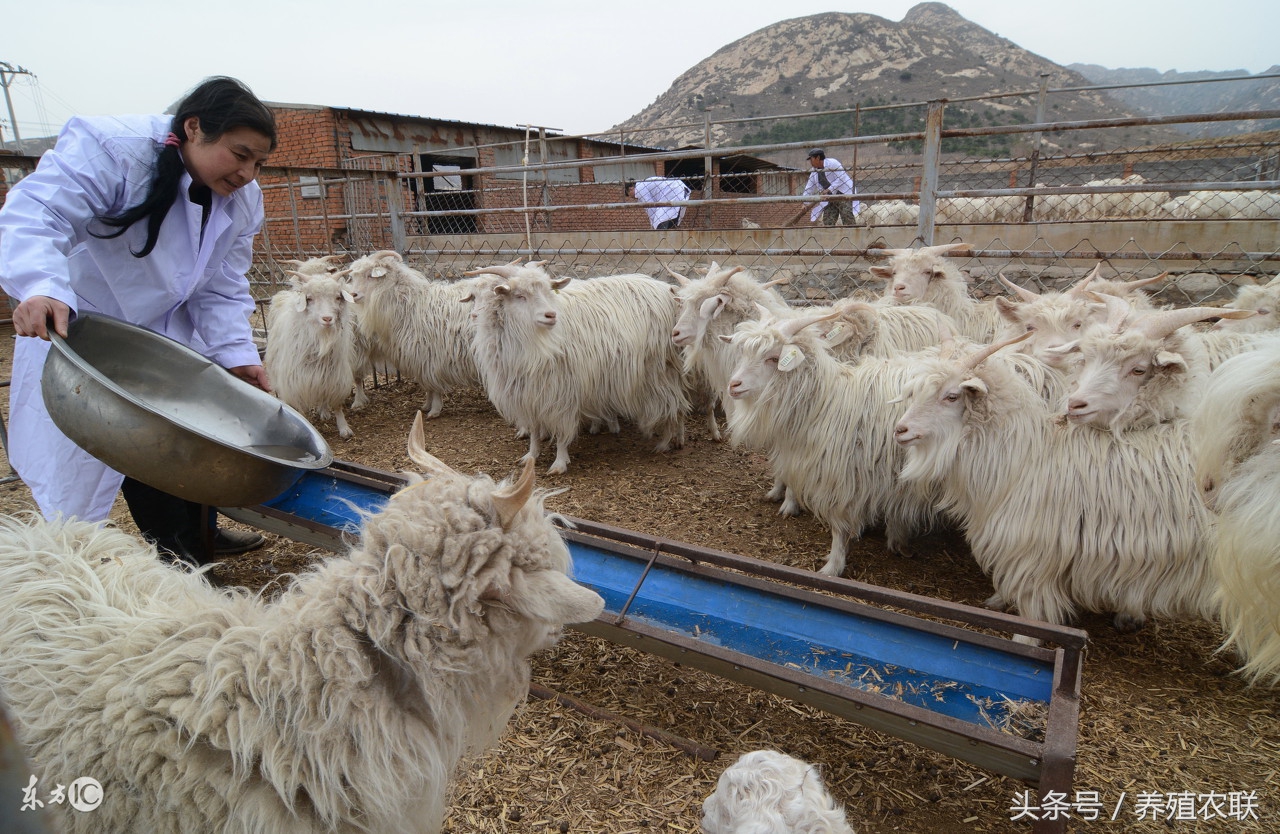岢岚县晋岚种羊场,山西吕梁绒山羊养殖