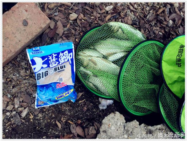 元旦出钓获大鲫，新年来个开门红