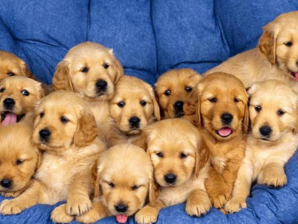 狗狗吃坏了东西呕吐没精神怎么办,狗狗拉血呕吐是怎么回事怎么治疗