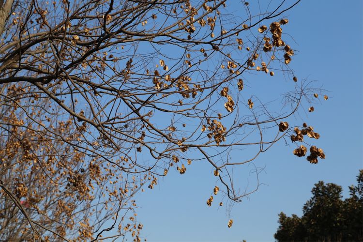 周一漫步隋唐植物园赏桃花,洛阳隋唐植物园春光
