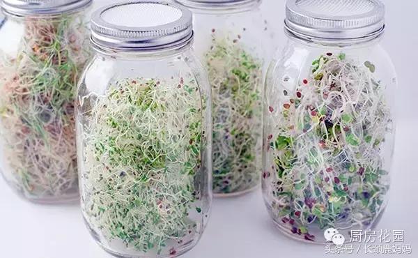 有机豆苗和西兰花营养,各种春季种的蔬菜苗