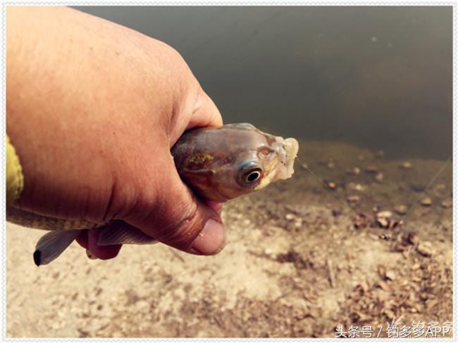 元旦出钓获大鲫，新年来个开门红