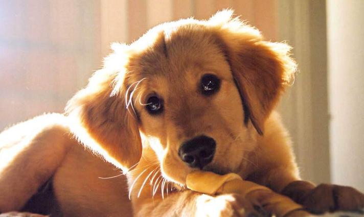 狗狗吃坏了东西呕吐没精神怎么办,狗狗拉血呕吐是怎么回事怎么治疗