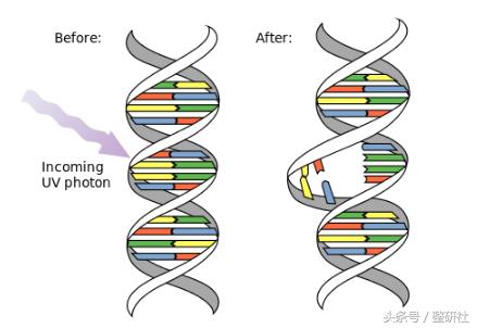 prp面部抗衰真的有效果吗,prp面部抗衰到底有没有效果