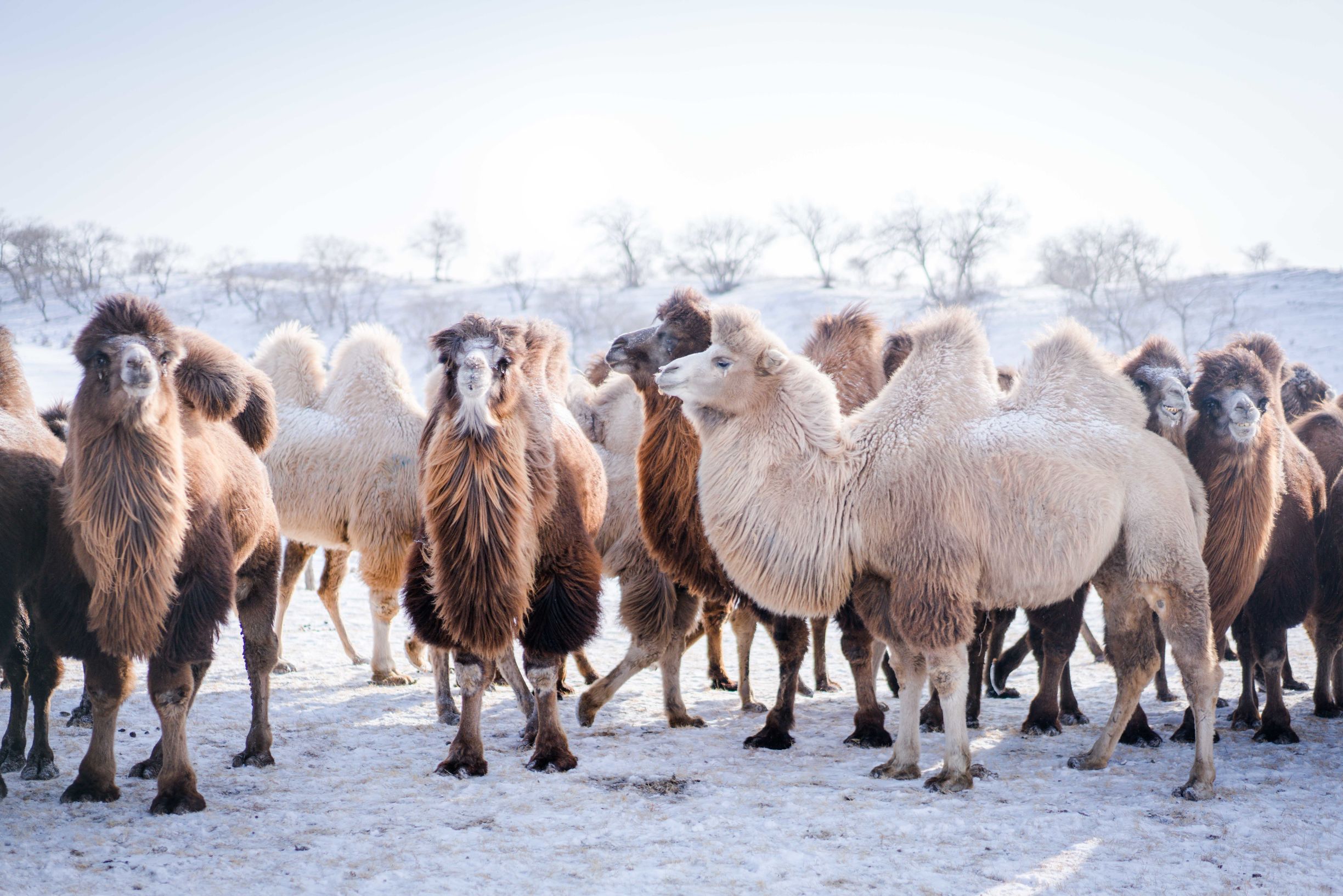 冰雪那达慕大会,冰雪那达慕完整版开幕式