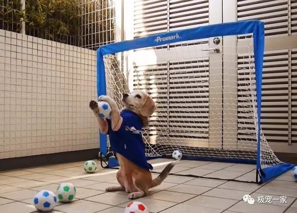 史上第一个用脸挡球的足球守门员,足球守门员不可思议的挡球