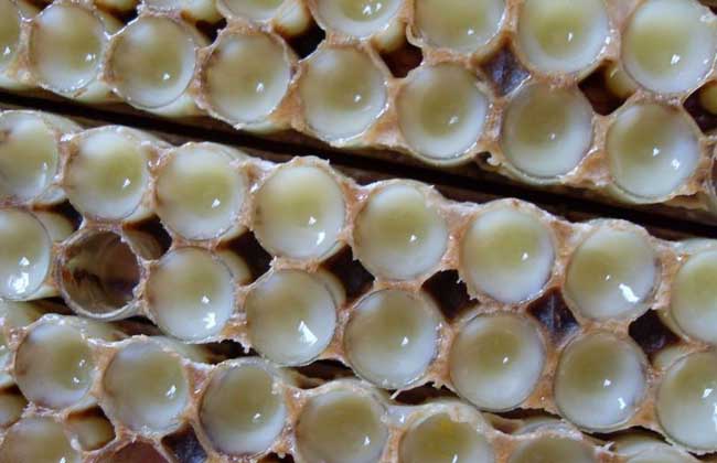 蜂王浆哪个品牌好多少钱一斤,99元一斤蜂王浆质量咋样