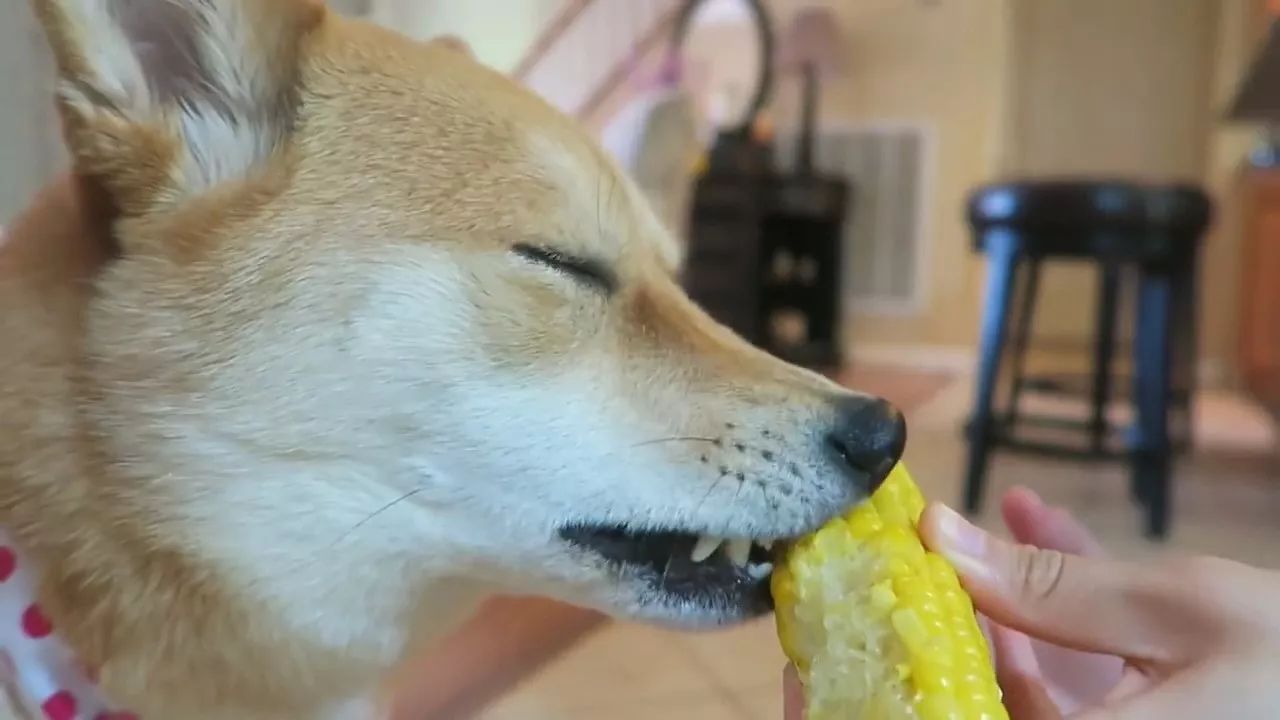 狗狗玉米棒,狗狗吃了玉米棒芯能拉出来吗