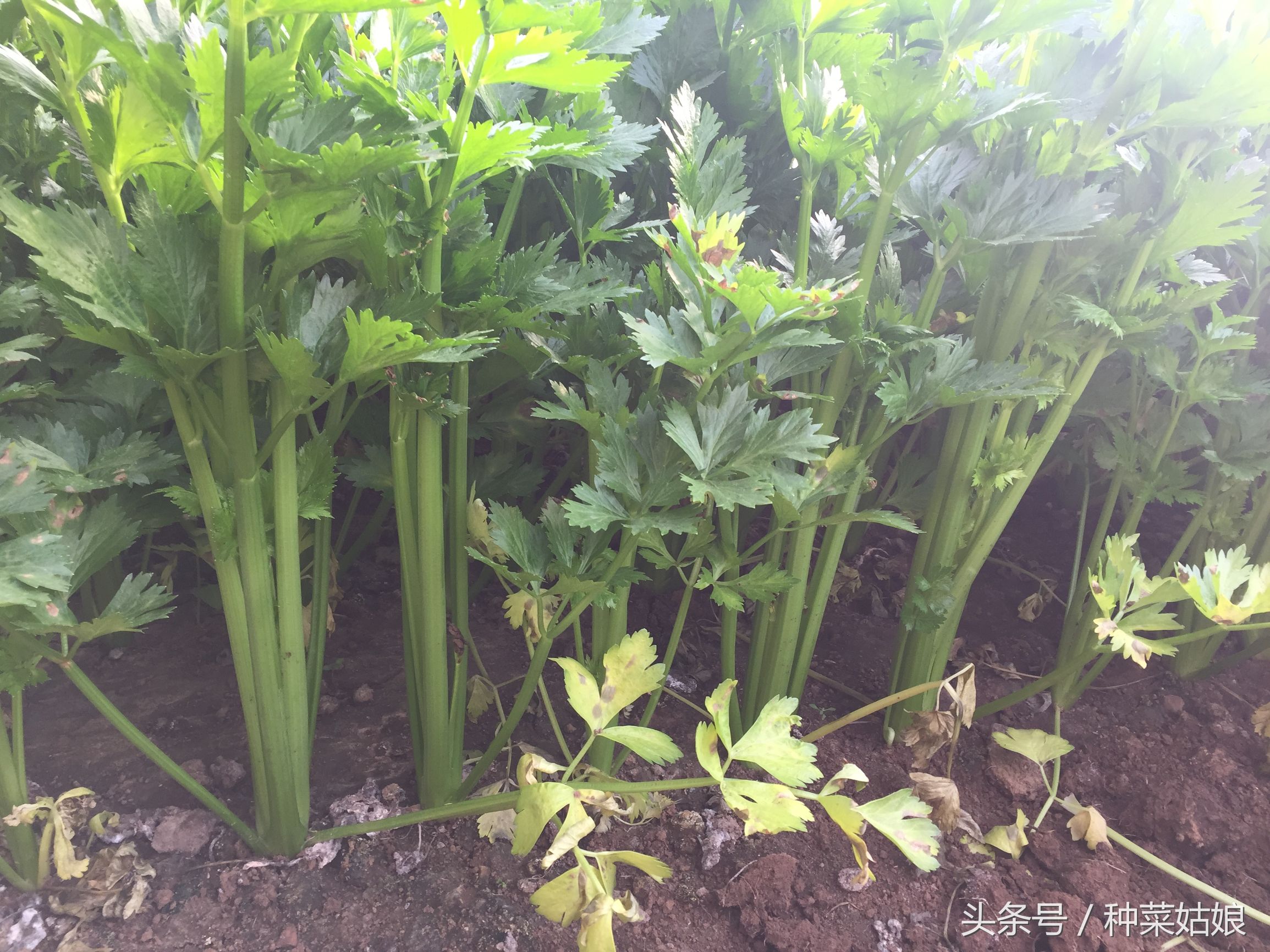 种植芹菜怎样能使芹菜长得粗一点,种植芹菜前景如何