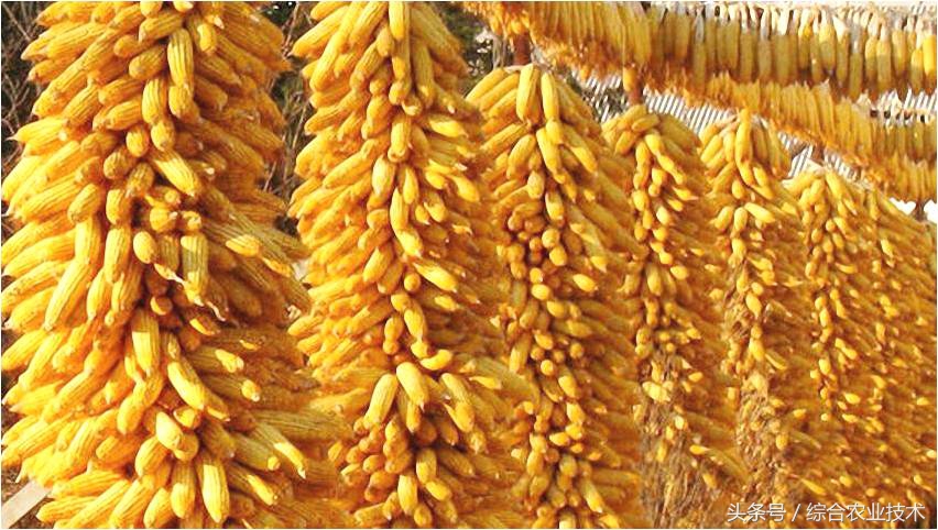 最新山东玉米高产稳产玉米品种,笨玉米和高产玉米的区别