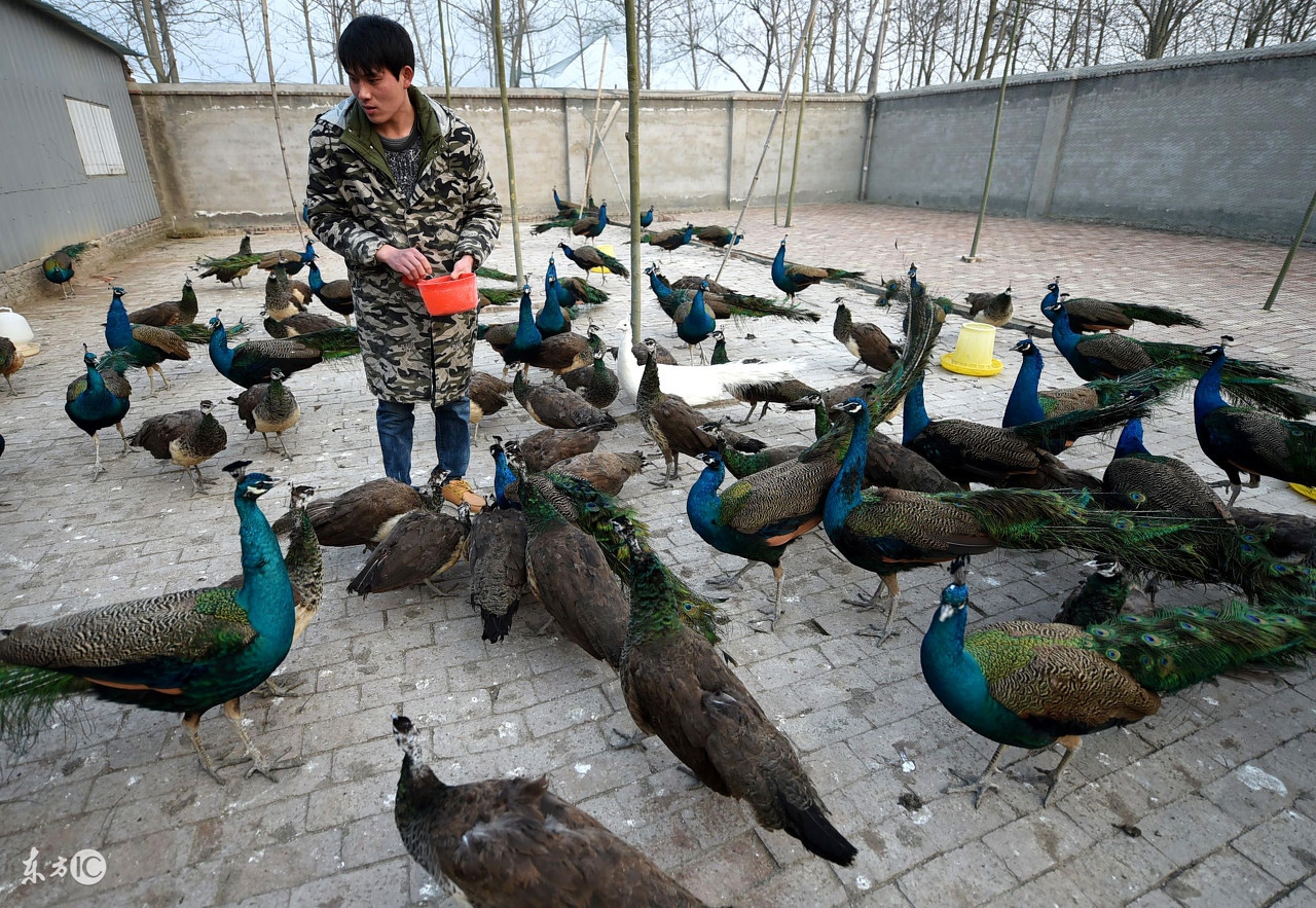 孔雀养殖和家养哪个好些,孔雀是否好养殖