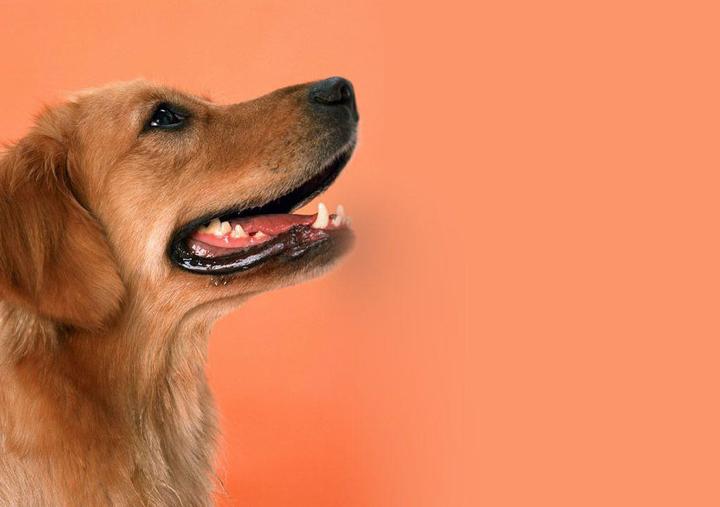 狗狗吃坏了东西呕吐没精神怎么办,狗狗拉血呕吐是怎么回事怎么治疗