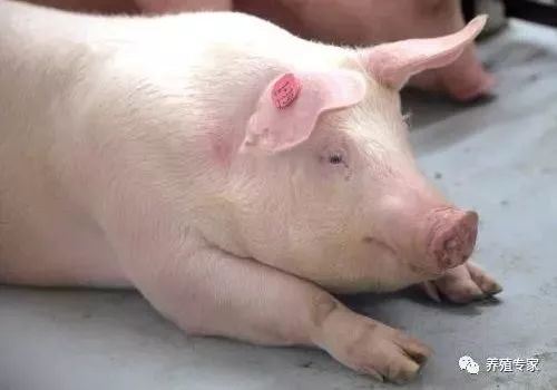 如何判定母猪难产,5种最实用的母猪难产解决方法