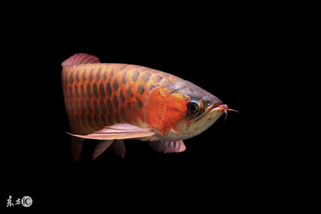 龙鱼的说说,龙鱼新手入坑