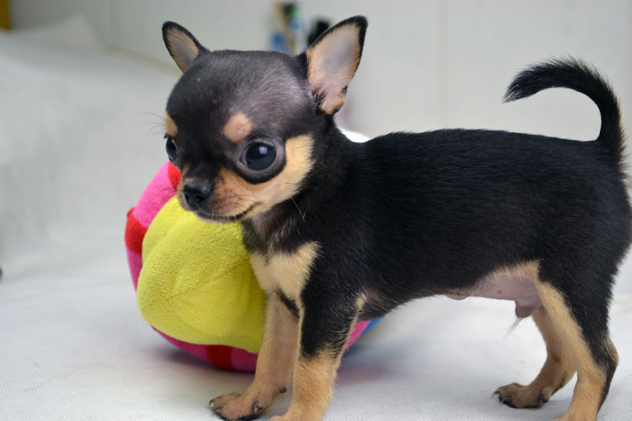 犬百科大全,犬种百科之安纳托利亚牧羊犬