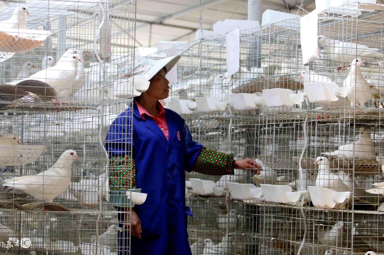 鸽子配对后不飞怎么回事,落地王鸽子配对成功不下蛋怎么办