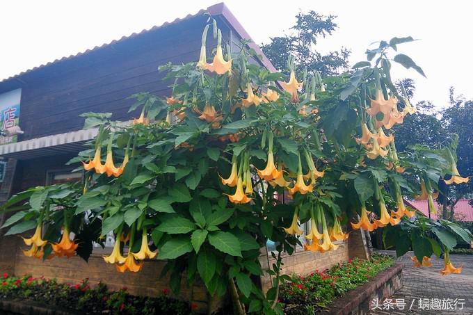 去台湾跟团游还是自由行,第一次去台湾跟团好还是自由行好