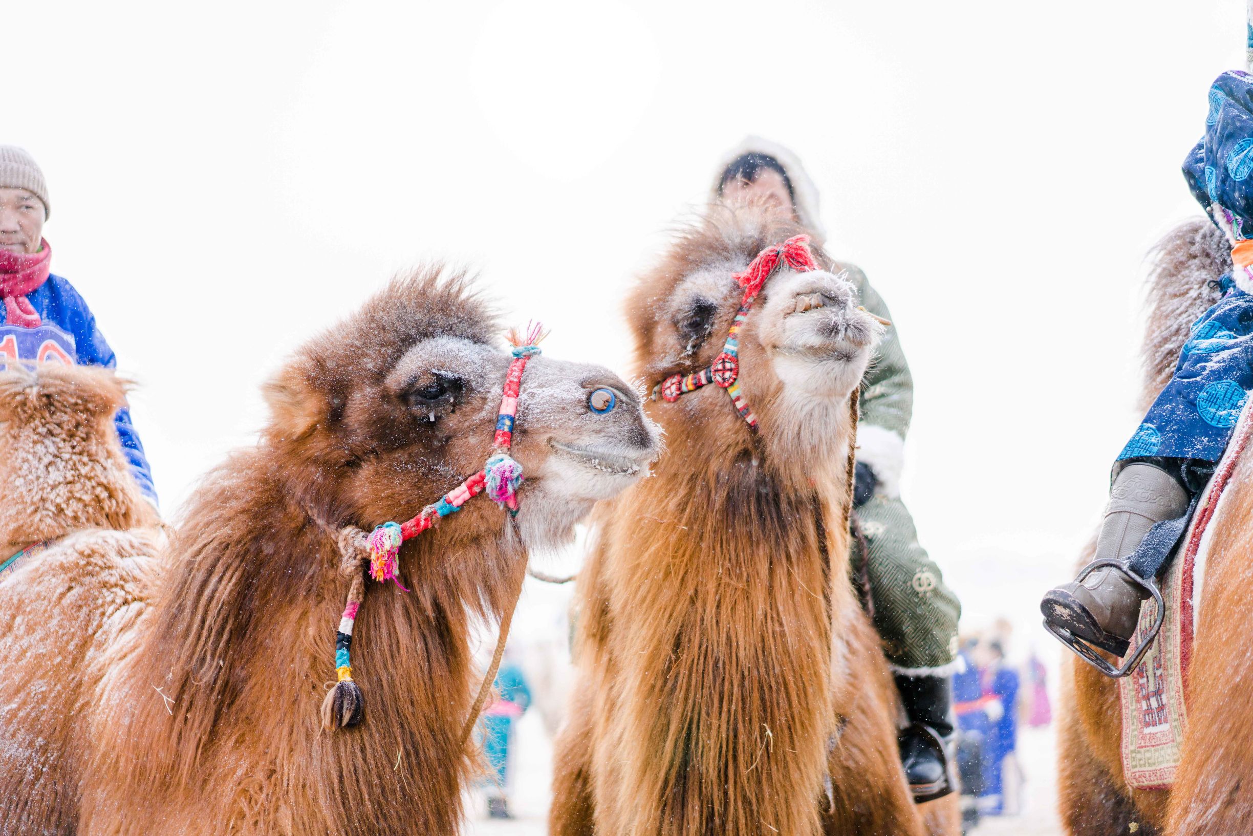 冰雪那达慕大会,冰雪那达慕完整版开幕式