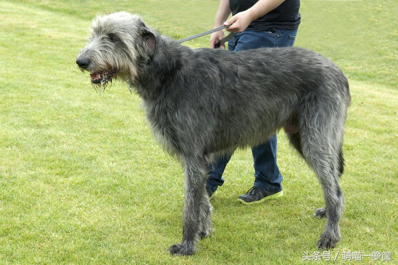 世界上体型最大的狗狗图片,世界上最威猛的狗狗排名