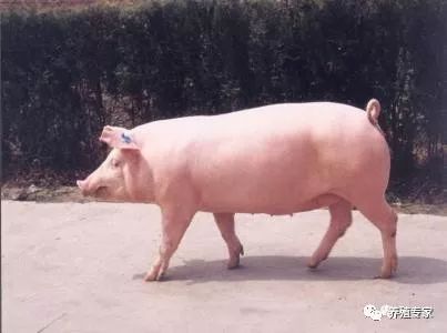 如何判定母猪难产,5种最实用的母猪难产解决方法