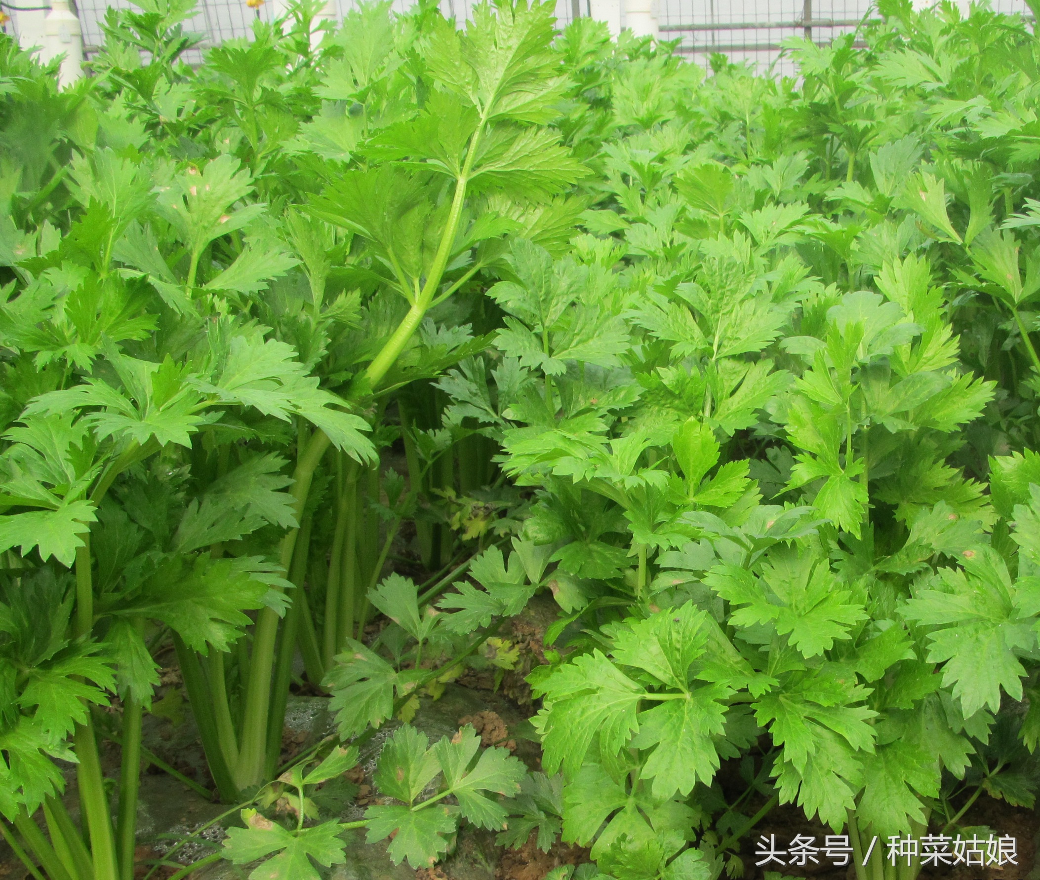 种植芹菜怎样能使芹菜长得粗一点,种植芹菜前景如何