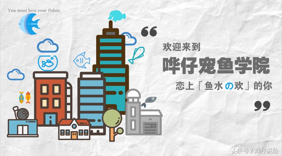 养什么观赏鱼比较好而且好看,哪种观赏鱼比较好养又好看