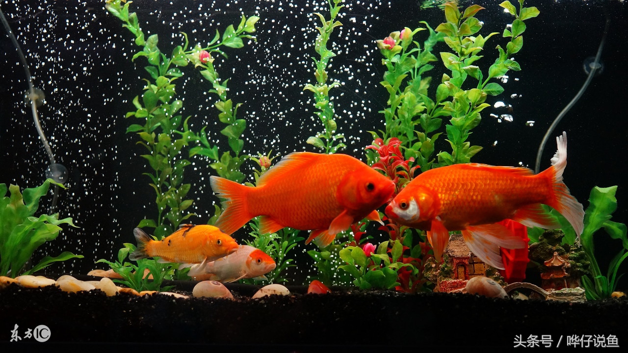 养什么观赏鱼比较好而且好看,哪种观赏鱼比较好养又好看