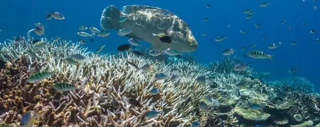 马尔代夫卓美亚德瓦纳芙希岛,马尔代夫卓美亚德瓦纳