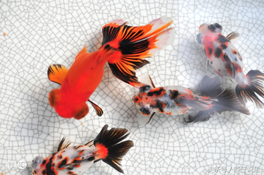 养什么观赏鱼比较好而且好看,哪种观赏鱼比较好养又好看