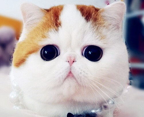 六件会惹毛猫咪的事情，你们做过吗？