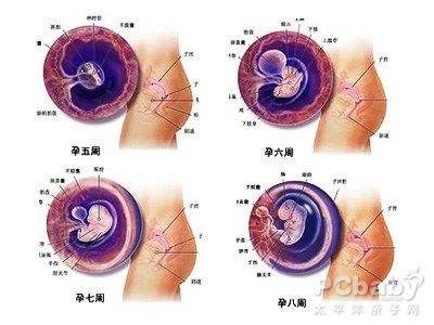 怀孕最详细讲解,怀孕关注事项大全1-40周孕妇手册