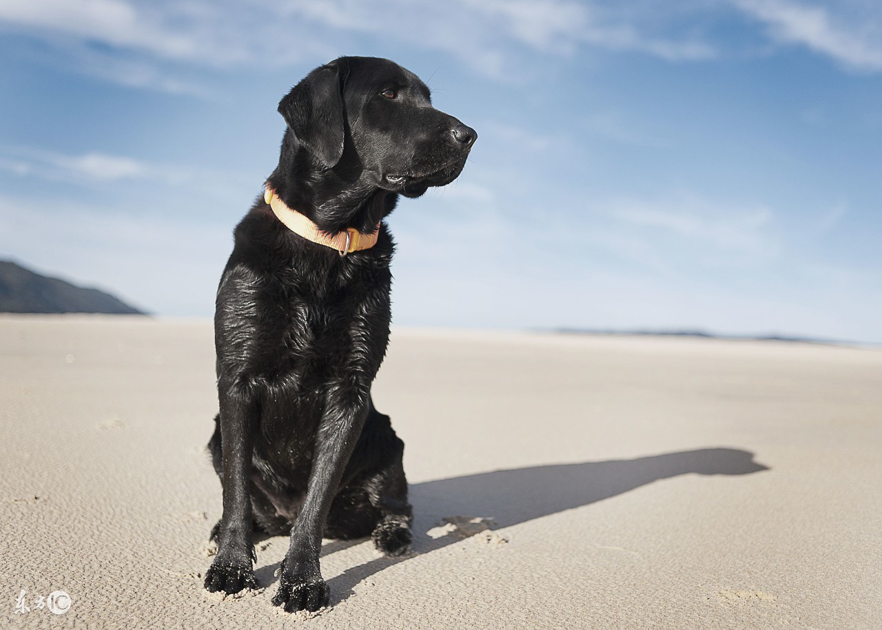 怎样挑选拉布拉多犬，拉拉的详细介绍